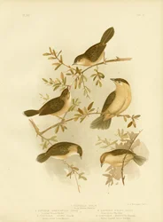 Golden-Headed Cisticola or Gold-Capped Cisticola